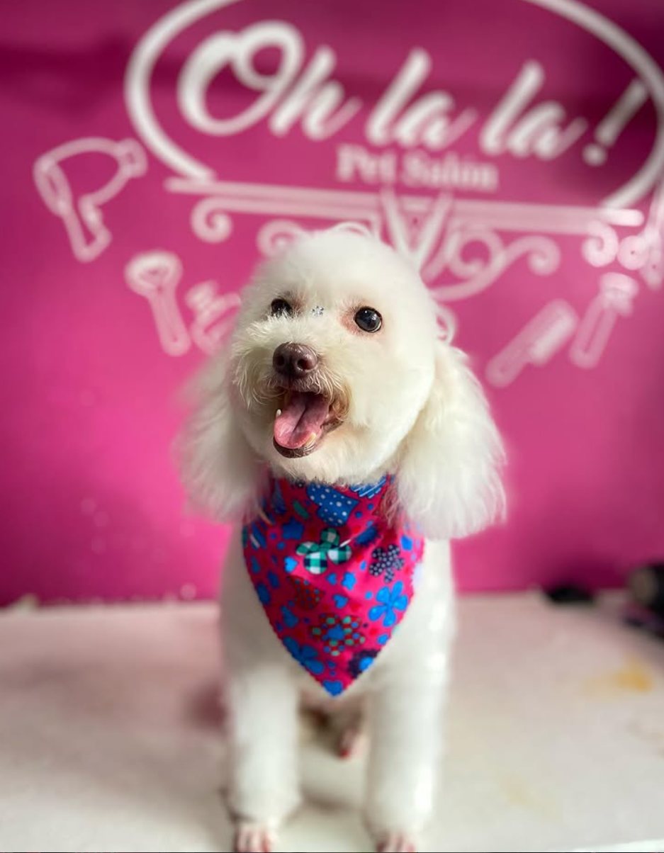 Mascota cliente de Oh La La posando después de su arreglo