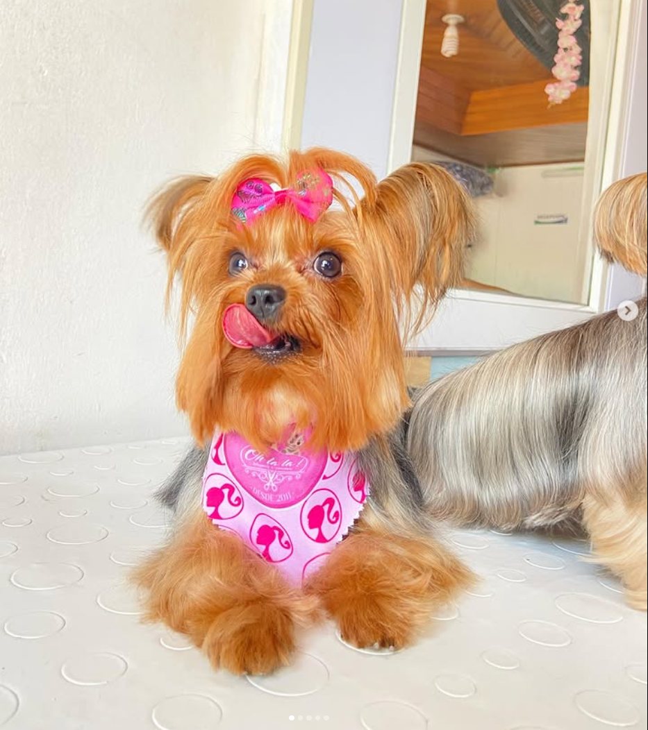 Mascota pequeña con pañuelo rosa después de su arreglo